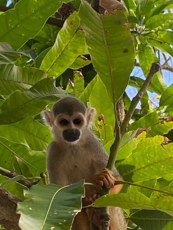 MONKEYLAND PUNTA CANA